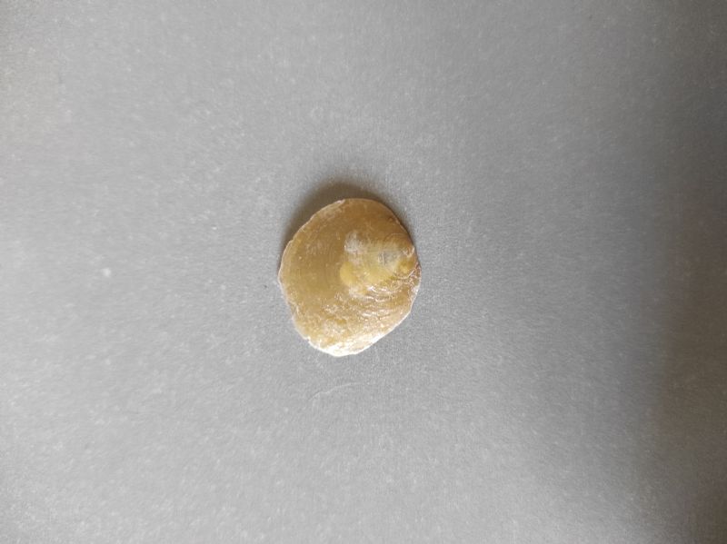 Bivalve?